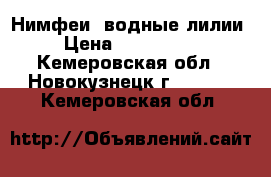 Нимфеи (водные лилии) › Цена ­ 1000-1500 - Кемеровская обл., Новокузнецк г.  »    . Кемеровская обл.